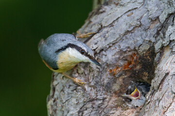 Boomklever, European Nuthatch, Sitta europaea caesia