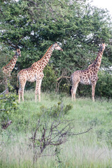 Südafrika Safari, South Africa Safari
