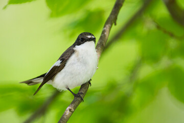 Bonte Vliegenvanger, European Pied Flycatcher, Ficedula hypoleuca hypoleuca