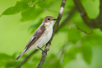 Bonte Vliegenvanger, European Pied Flycatcher, Ficedula hypoleuca hypoleuca