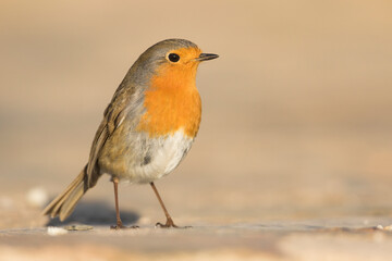 Roodborst, European Robin, Erithacus rubecula rubecula