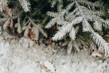 Close-up of a spruce branch in winter under the snow - new year tree and christmas mood