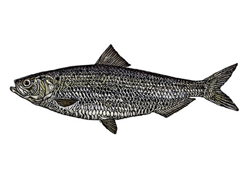 Blueback Herring Vector Illustration