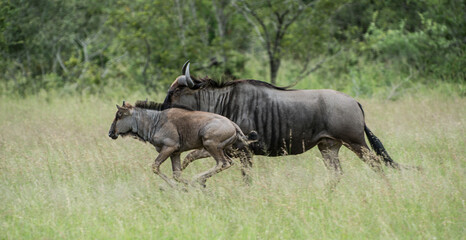 Safari Bilder Südafrika, Safari Photos South Africa

