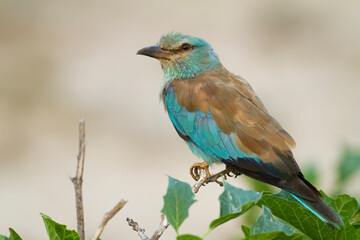 Scharrelaar, European Roller, Coracias garrulus semenowi