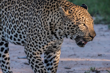 Fototapeta na wymiar Safari Bilder Südafrika, Safari Photos South Africa 