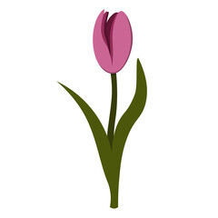 isolated vector pink tulip on a white background