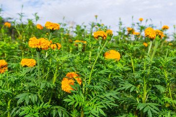 .Marigold fields in the morning