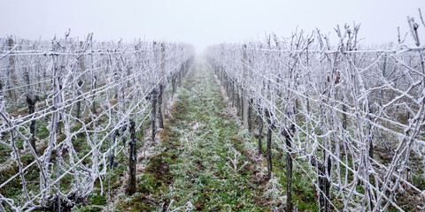 Fototapeta na wymiar Rows of winter vineyards with hoarfrost in the fog