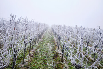 Winter landscape, rows of vineyards with hoarfrost and fog