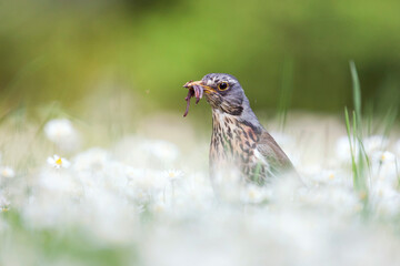 Kramsvogel, Fieldfare, Turdus pilaris