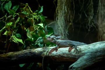 Brown basilisk (Basiliscus vittatus)