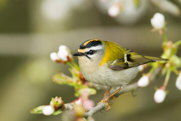 Vuurgoudhaan, Firecrest, Regulus ignicapilla