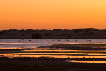 Fototapeta na wymiar Flamingos during sunset, Ras Madrakah, Oman