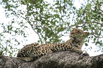 Safari Bilder Südafrika, Safari Photos South Africa
