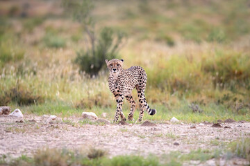 Hunting Cheetah, Acinonyx jubatus  walking directly into camera in arid savanna. Typical Kalahari environment a few weeks after green season. Valley of Nossob river, Kgalagadi transfrontier park