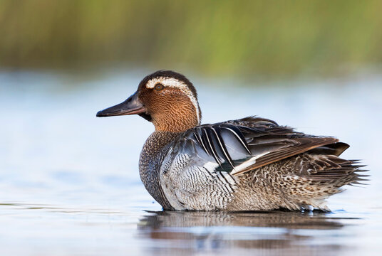 Zomertaling, Garganey, Spatula querquedula