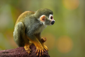 Naklejka na ściany i meble Common squirrel monkey, saimiri sciureus, native to Amazon basin, Brazil. Small, colorful, olive green rainforest monkey, isolated against blurred green background. Close up, side view.
