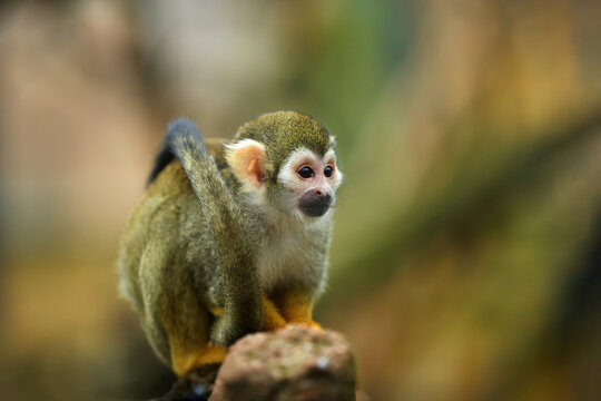Small, colorful, olive green rainforest monkey, isolated   against blurred green background. Close up, direct view. Common squirrel monkey,  saimiri sciureus, animal native to Amazon basin, Brazil.