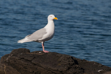 Glaucous Gull, Grote Burgemeester, Larus hyperboreus ssp. leuceretes