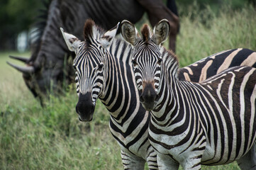 Fototapeta na wymiar Safari Bilder Südafrika, Safari Photos South Africa 