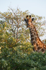 Safari Bilder Südafrika, Safari Photos South Africa
