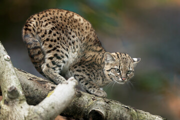Geoffroy's cat, Leopardus geoffroyi, a wild cat native to South America on a branch against abstract background. Threatening posture, ears down. Night and lonely South American cat.