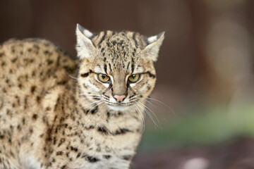 Portrait of a Geoffroy cat, Leopardus geoffroyi, a wild cat native to South America isolated...