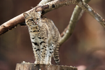 Geoffroy's cat, Leopardus geoffroyi, wild cat native to the South America. Nocturnal and a solitary...