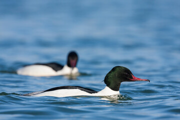 Grote Zaagbek, Goosander, Mergus merganser merganser