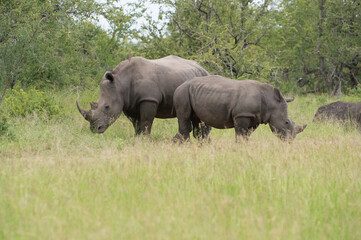 Fototapeta premium Safari Bilder Südafrika, Safari Photos South Africa 