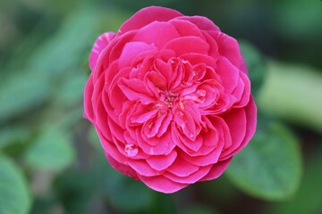 Soft focus of beautiful pink rose with green leaves. Nature, flower and Valentine' s day concept.