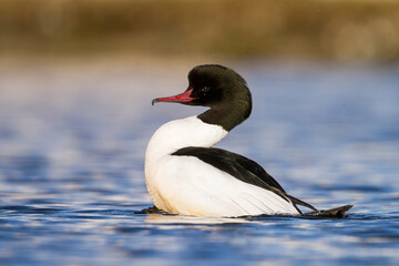 Grote Zaagbek, Goosander, Mergus merganser merganser