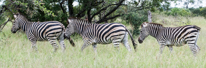 Safari Bilder Südafrika, Safari Photos South Africa
