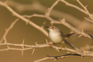 Graceful Prinia, Prinia gracilis yemenensis