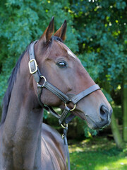 Bay Horse Headshot