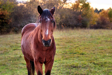 watchful horse on pasture