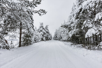 natural background with winter landscape with snow road in the forest