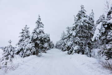 natural background with winter landscape with snow road in the forest