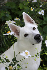 White Swiss Shepherd / White dog in flowers      - 404797534