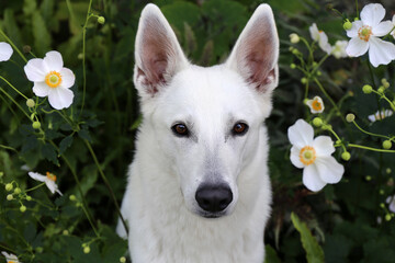 White Swiss Shepherd / White dog in flowers      - 404797580