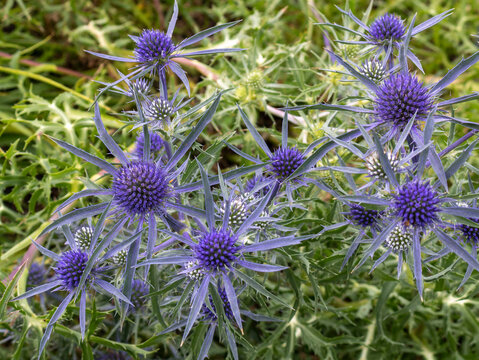 Flower of the blue thistle amethyst eryngo (Eryngium amethystinum), a wild thistle