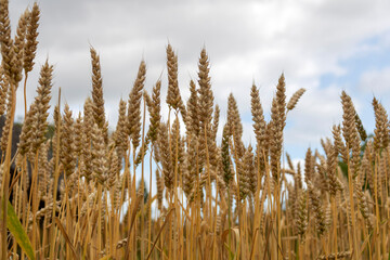 Golden wheat field