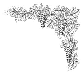 Bunches of grapes on a grape vine with leaves. Corner or border design element in a vintage woodcut etching style