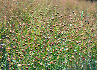 Ripe flax on a field. Linen plant.