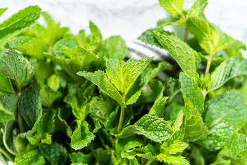 Garden mint