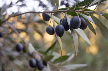 Azeitonas numa oliveira