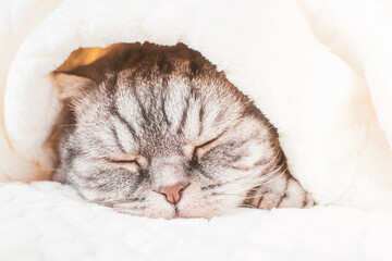 The gray Scottish fold cat sleeps wrapped in a warm beige plaid. Cozy cute warm home concept with a pet..