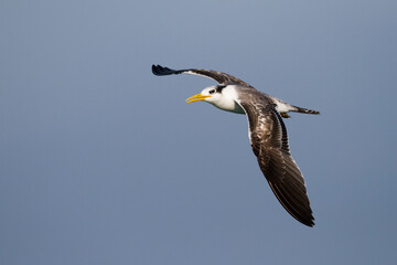 Grote Kuifstern, Greater Crested Tern, Thalasseus bergii velox