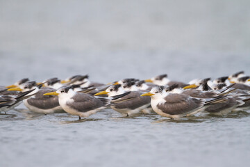 Grote Kuifstern, Greater Crested Tern, Thalasseus bergii velox